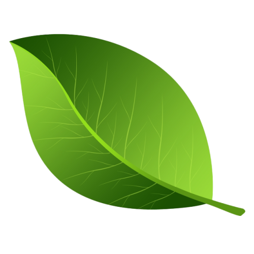 Green-Leaves-PNG-Photos