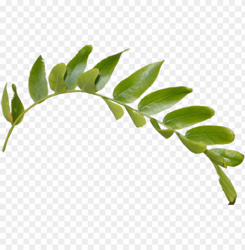 leaves-png-11553946009zkgmhh0bfh
